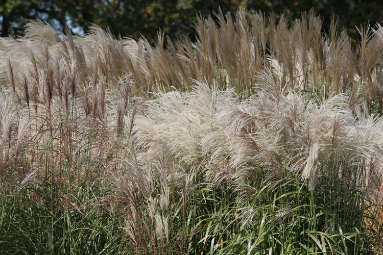 Ornamental grass with plumes in the landscape