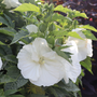 L'hibiscus vivace 'Marshmallow Moon' possède de grandes fleurs blanches qui se chevauchent.