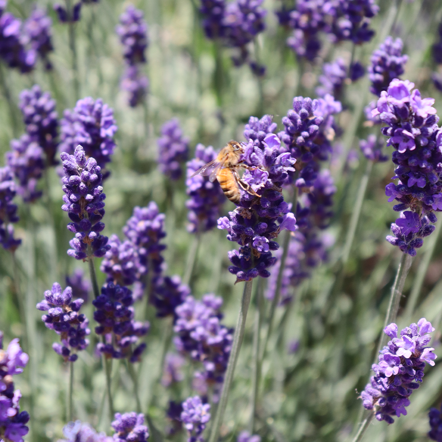 Pollinator feeding on hidcote lavender flowers