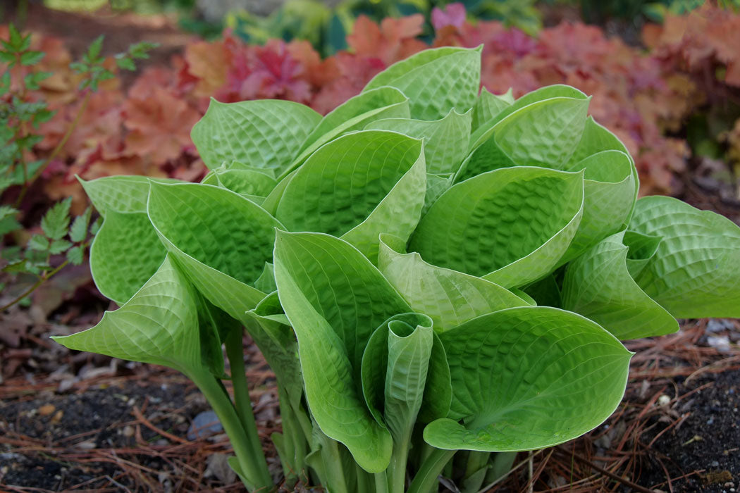 Closeup of Hosta plant