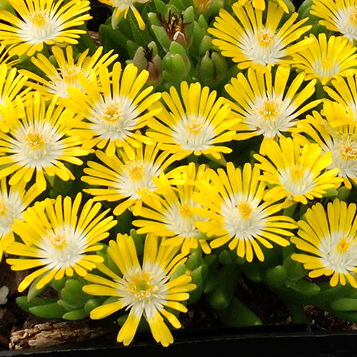 Bright yellow ice plant flowers