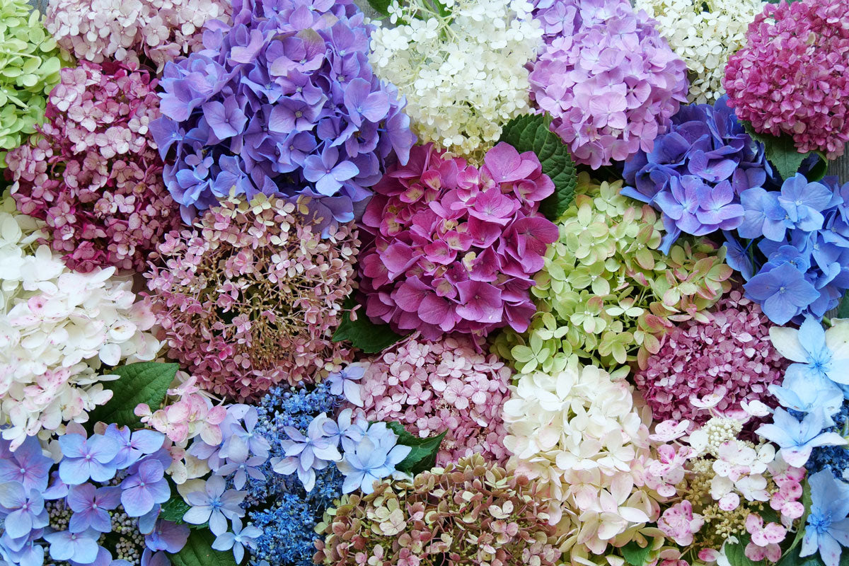 A wide variety of colorful hydrangeas