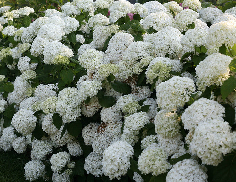 hydrangea hedge with white blossoms