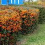 Teton Firethorn is a fast growing hedge plant with bright golden berries in the fall.