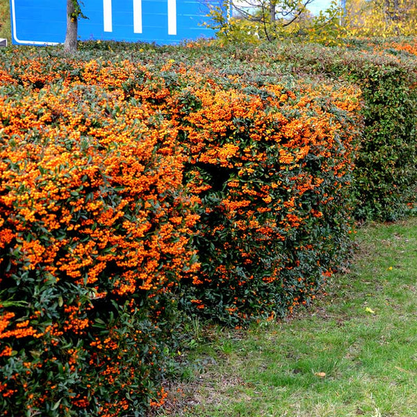 firethorn plants Teton Firethorn For Sale