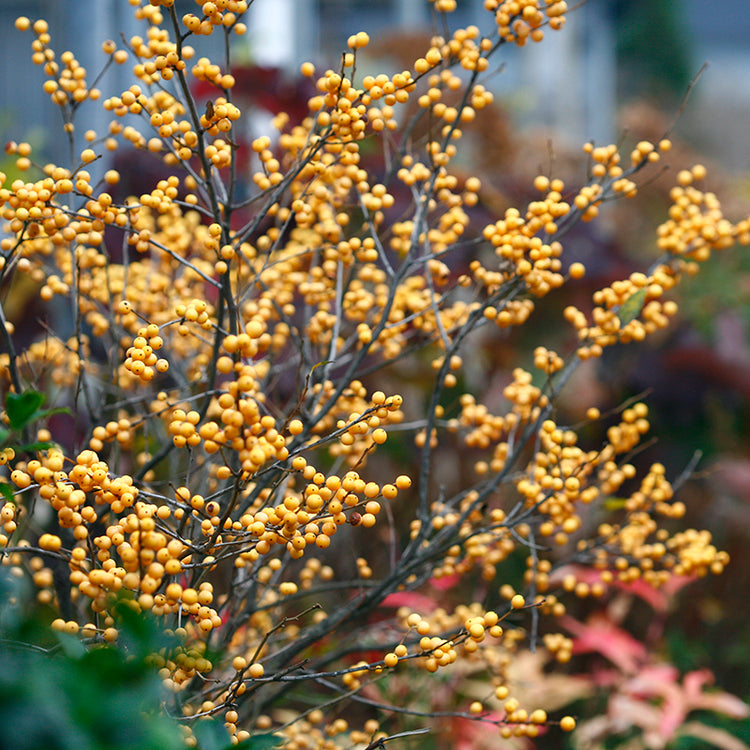 shrub with yellow berries