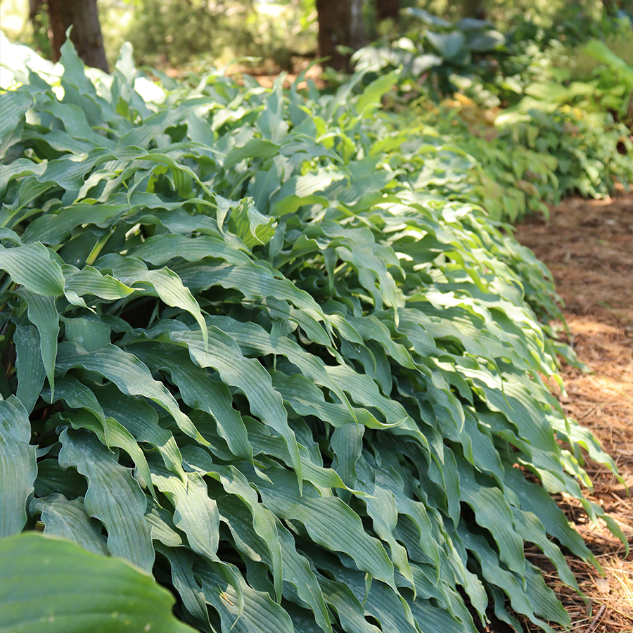 Gros plan sur le feuillage ondulé de l'hosta Wild Imagination