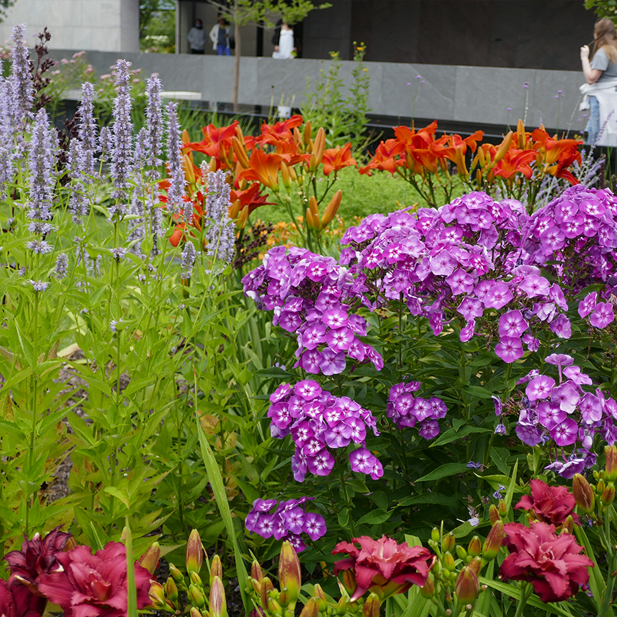 fertilizer for phlox plants 'Laura' Phlox
