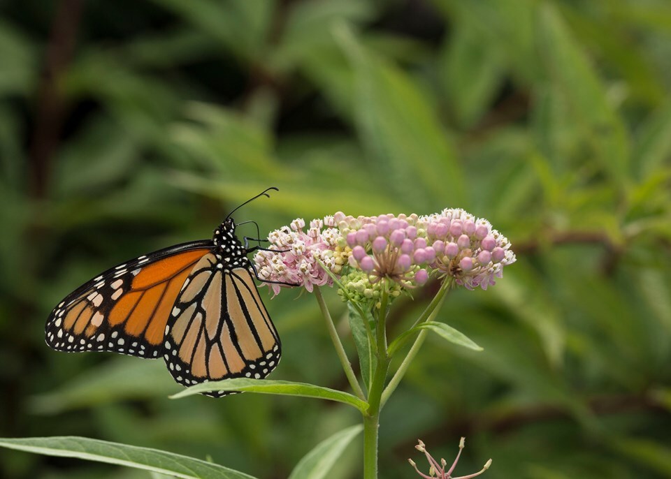 Pollinator landing on milkweed flower
