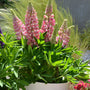 Pink bicolor lupine flowers in a white flower pot surrounded by bright green foliage.