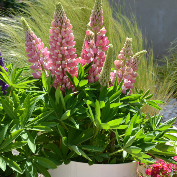 Pink bicolor lupine flowers in a white flower pot surrounded by bright green foliage.