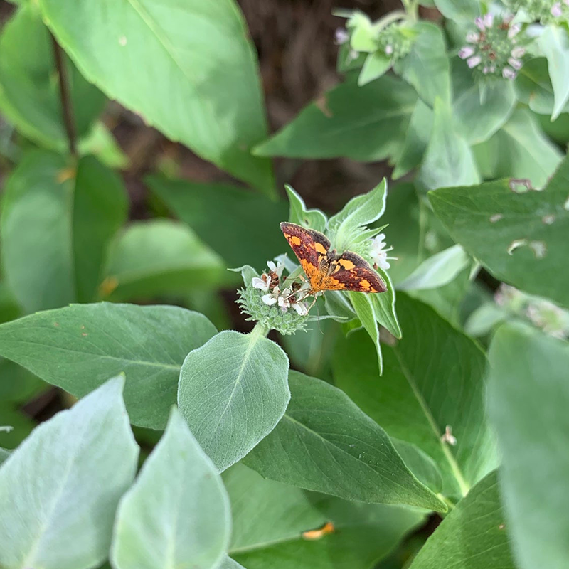 Moth feeding on nectar-rich flowers from mountain mint