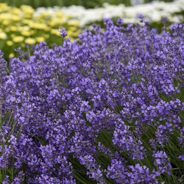 munstead lavender plant spacing Munstead Lavender Plants For Sale