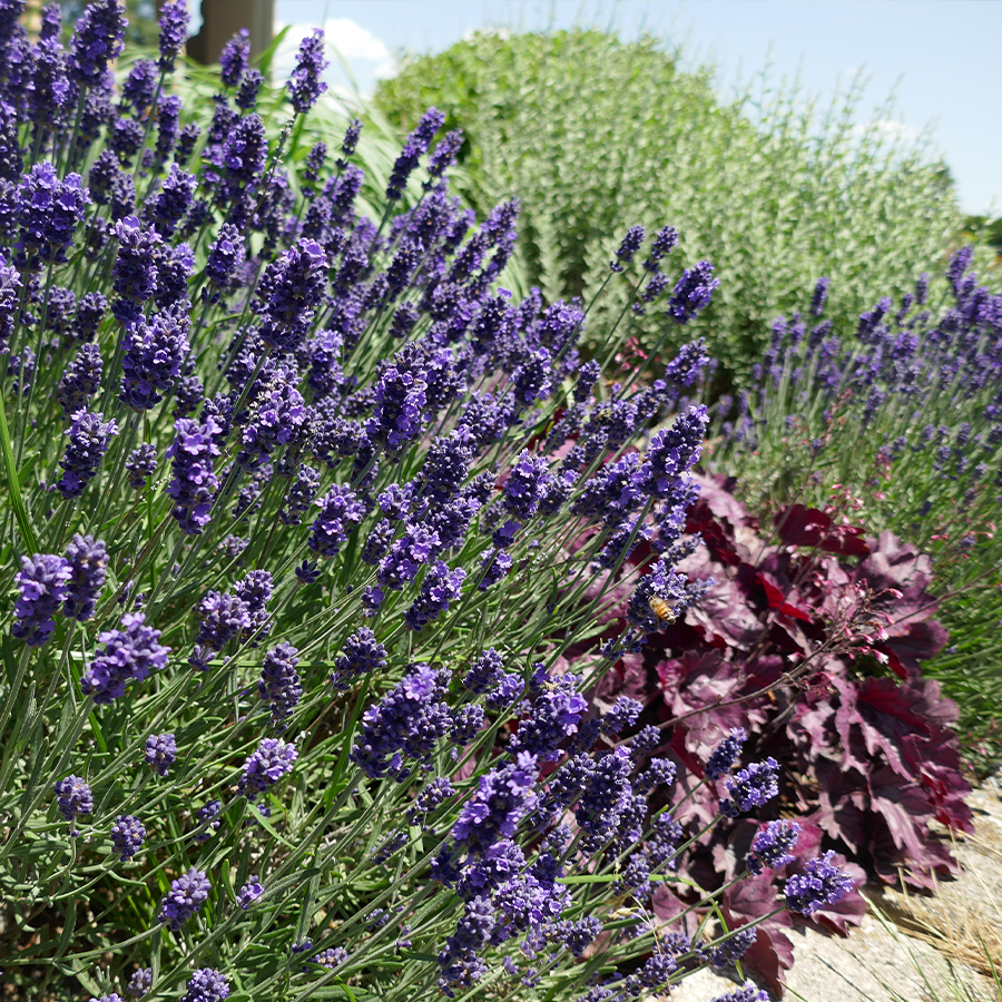 Des fleurs de lavande violettes bordent une haie de jardin ensoleillée.
