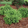 A group of Neatball boxwoods in a landscape