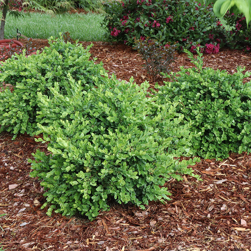 A group of Neatball boxwoods in a landscape