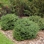 A group of Neatball boxwoods in a landscape