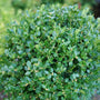 Close up of Neatball's green foliage
