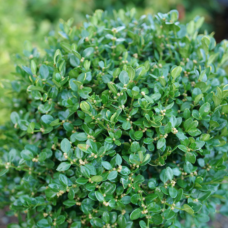 Close up of Neatball's green foliage