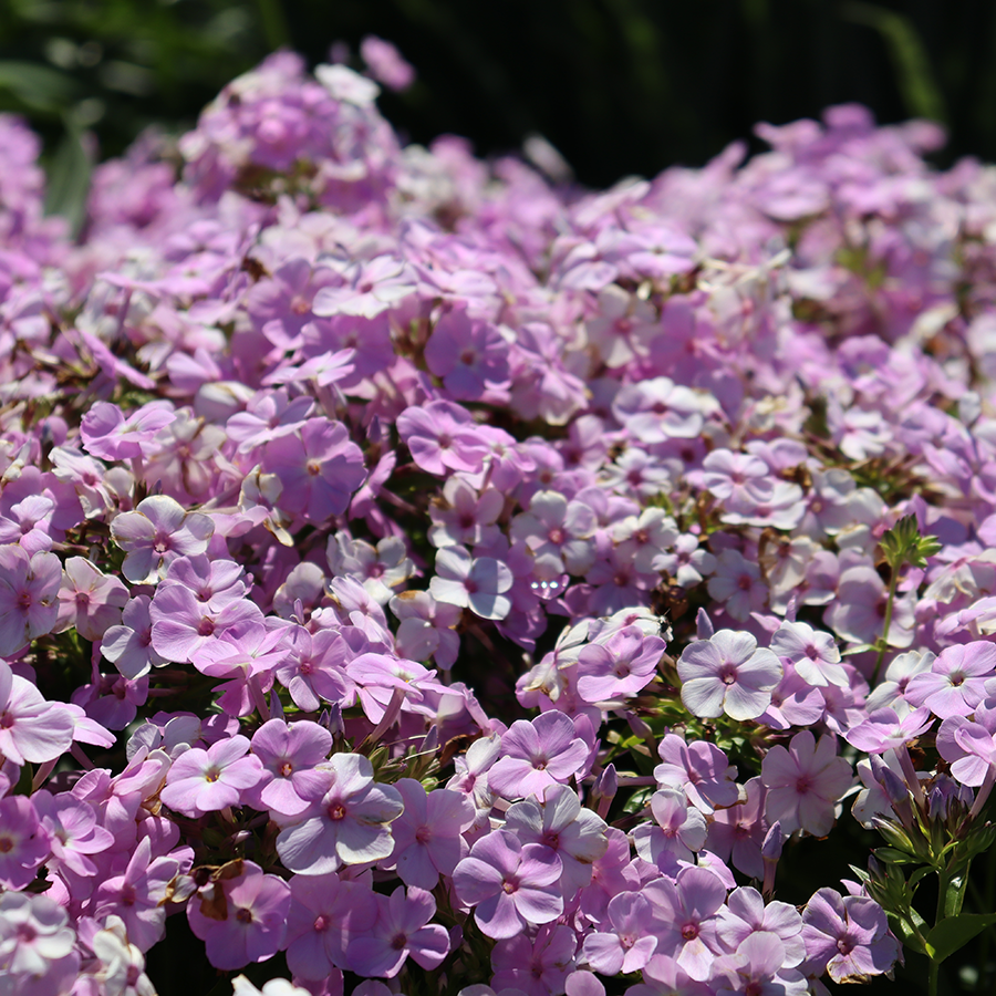 Close up image of delicate pink flowers