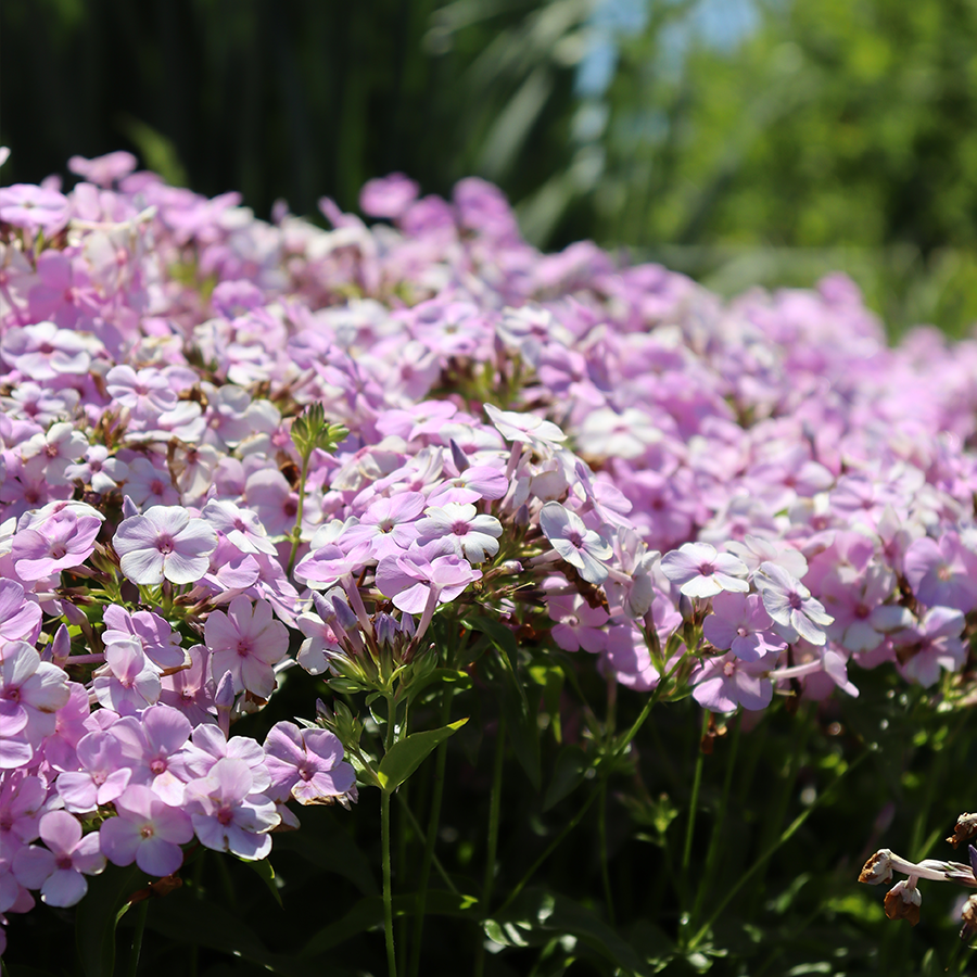 Close up image of delicate pink phlox flowers