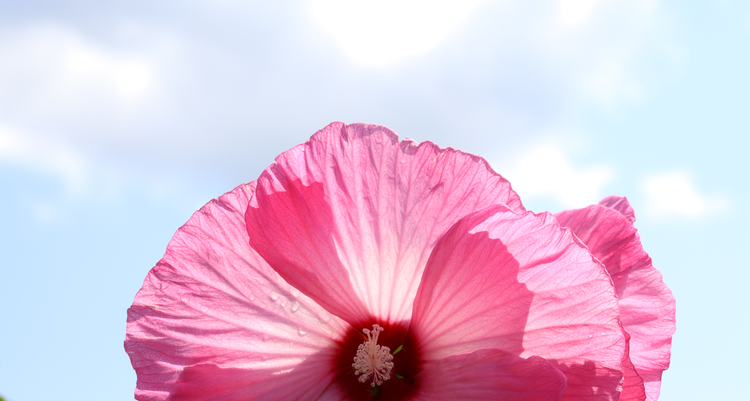 Summerific hibiscus bloom for months in summer, and they're on sale!