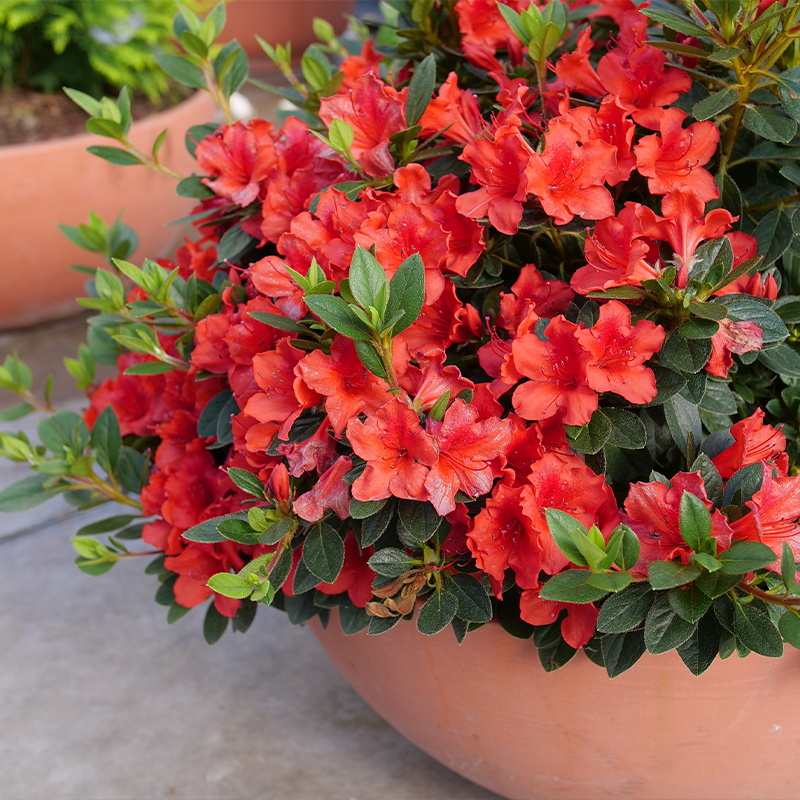 Perfecto Mundo® Orange Reblooming Azalea (Rhododendron)