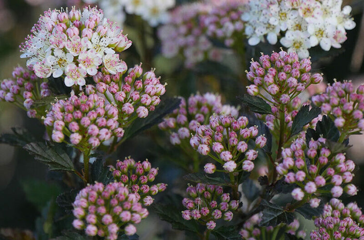 tiny white flowers with pink buds 