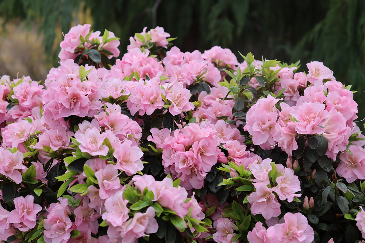 Beautiful pink rhododendron flowers in the garden
