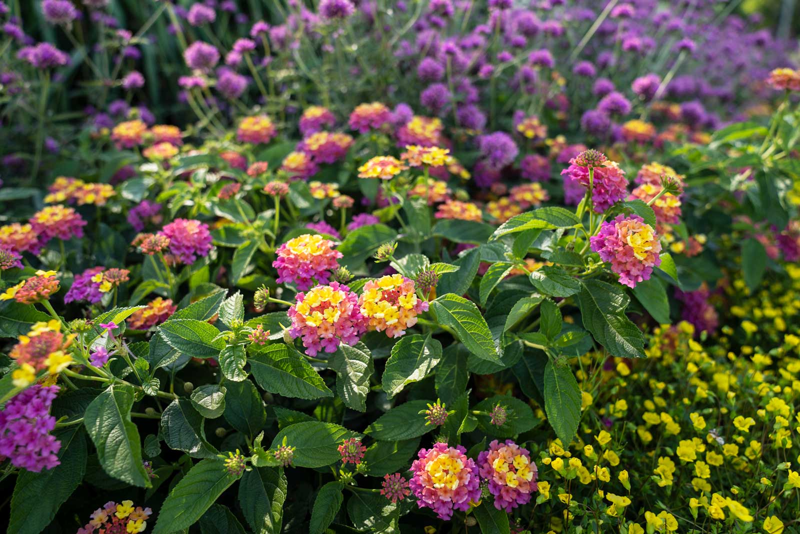purple flowers with yellow centers with purple flowers in the background