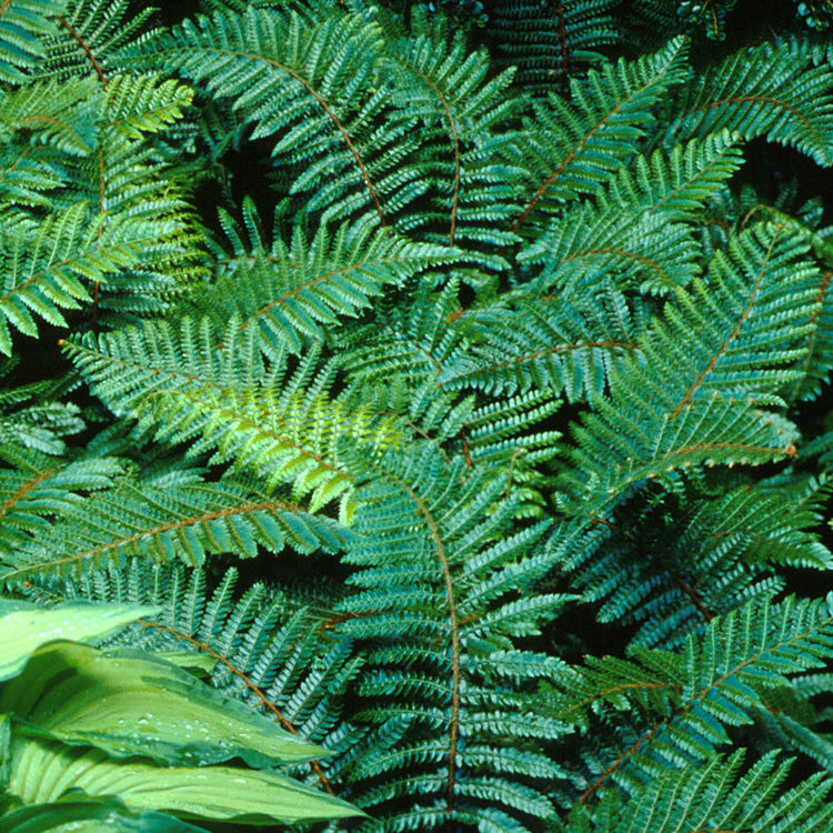 green fern leaves
