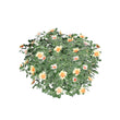 Ringo Rose 3D model