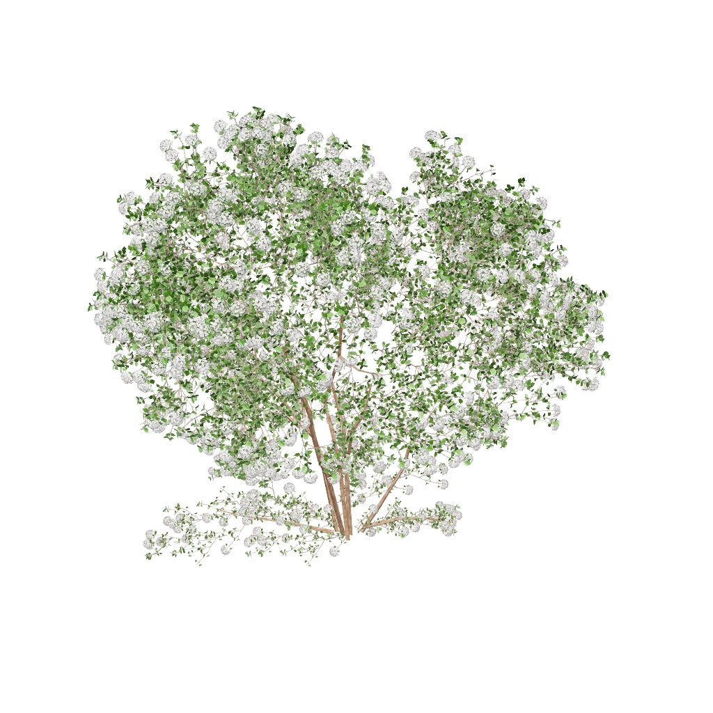 Spice Girl Koreanspice Viburnum