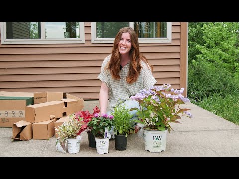 boston ivy indoor plant Boston Ivy Plants For Sale