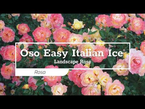 Oso Easy Italian Ice® Rose