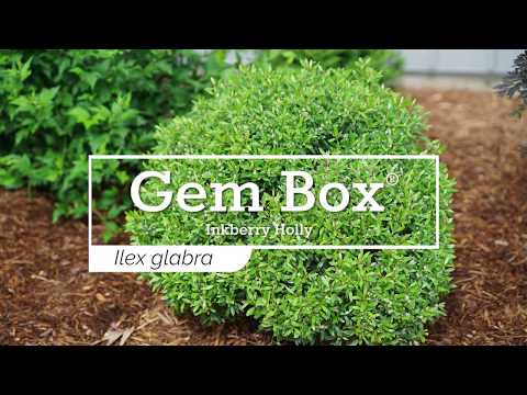 Gem Box® Inkberry Holly (Ilex)