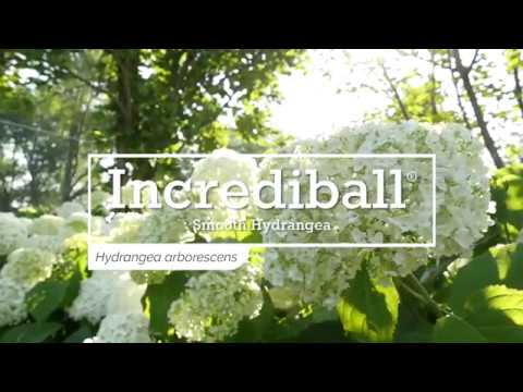 Incrediball® Smooth Hydrangea