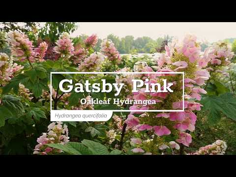 Gatsby Pink® Oakleaf Hydrangea