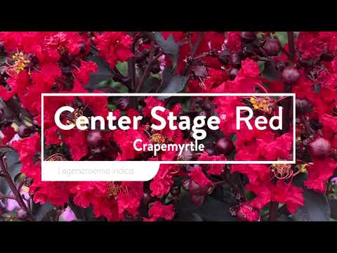 Center Stage® Red Crapemyrtle (Lagerstroemia)