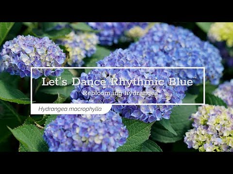 Let's Dance® Rhythmic Blue® Bigleaf Hydrangea