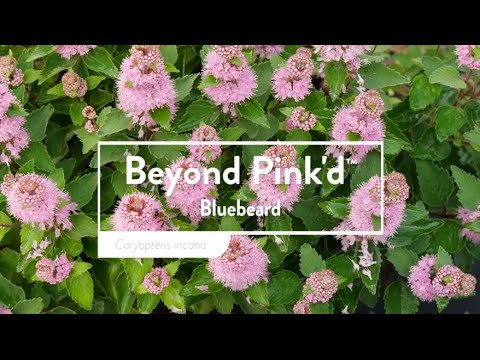 Beyond Pink'd™ Bluebeard (Caryopteris)