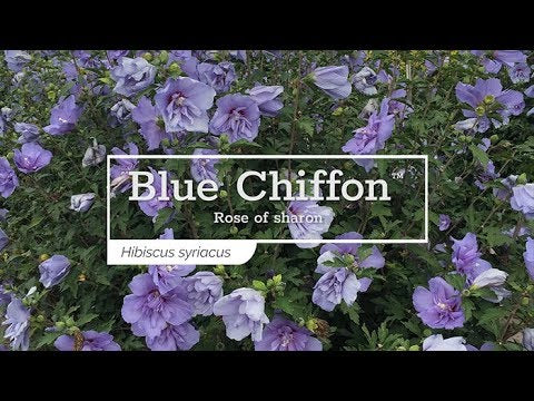 Blue Chiffon® Rose of Sharon (Hibiscus)