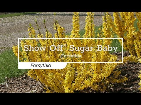 Show Off® Sugar Baby® Forsythia