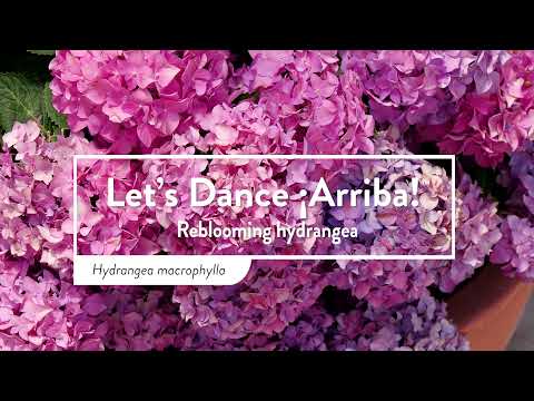 Let's Dance ¡Arriba!™ Bigleaf Hydrangea