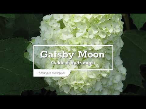 Gatsby Moon® Oakleaf Hydrangea