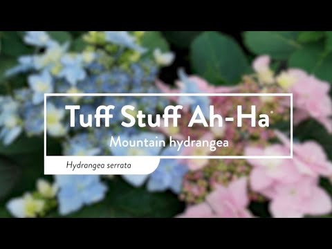 Tuff Stuff Ah-Ha® Mountain Hydrangea