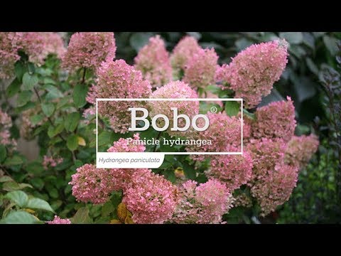 Bobo® Panicle Hydrangea