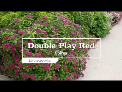 Double Play® Red Spirea