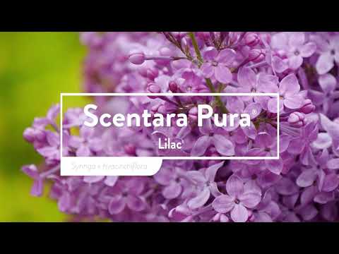 Scentara Pura® Lilac (Syringa)