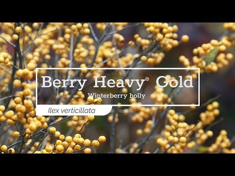 Berry Heavy® Gold Winterberry Holly (Ilex)